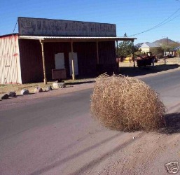 The delicate sound of tumbleweed