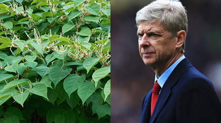 Arsene Wenger is football’s equivalent of Japanese knotweed